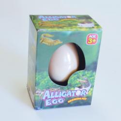 Large Growing Alligator Egg- 1 Dozen Display Box